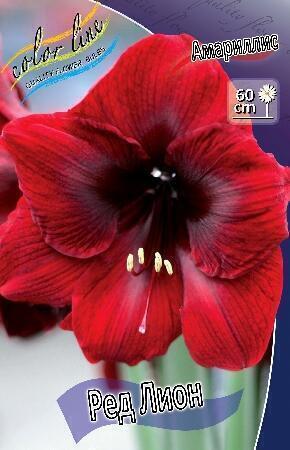 Купить оптом в Ботанике Амариллис Ред Лион 1 шт