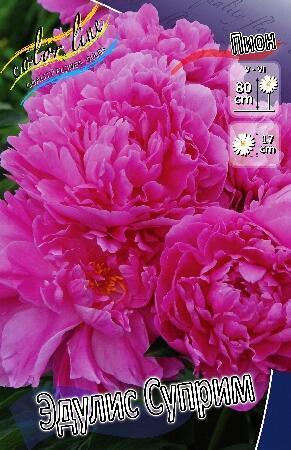 Купить оптом в Ботанике Пион Эдулис Суприм 1 шт