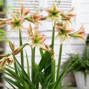 Купить оптом в Ботанике Гиппеаструм Сонатини Вириди Раскаль 2 шт