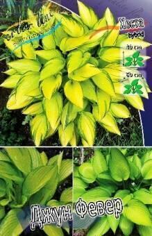 Купить оптом в Ботанике Хоста Джун Февер 1 шт