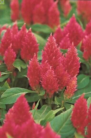 Купить оптом в Ботанике семена Целозия Кимоно Салмон Пинк ЗС бренд Золотая сотка