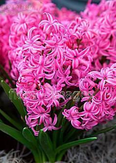 Купить оптом в Ботанике Гиацинт Фристайлер 5 шт