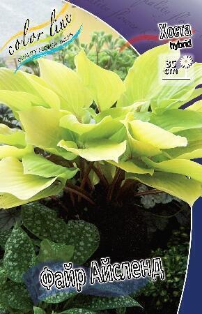 Купить оптом в Ботанике Хоста Файр Айленд 1 шт