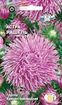 Купить оптом в Ботанике семена Астра Рашель Сед бренд СеДеК