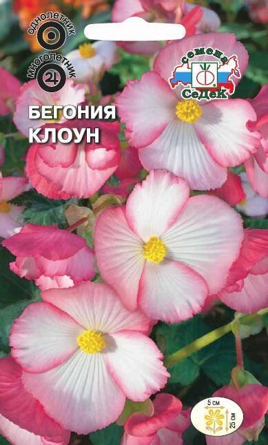 Купить оптом в Ботанике семена Бегония Клоун Сед бренд СеДеК