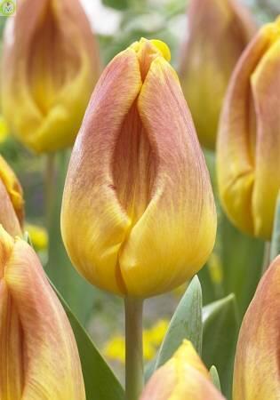 Купить оптом в Ботанике Тюльпан Блашинг Флайт 10 шт