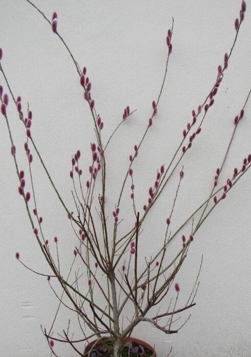 Купить оптом в Ботанике Ива тонкостолбиковая Маунт Асо