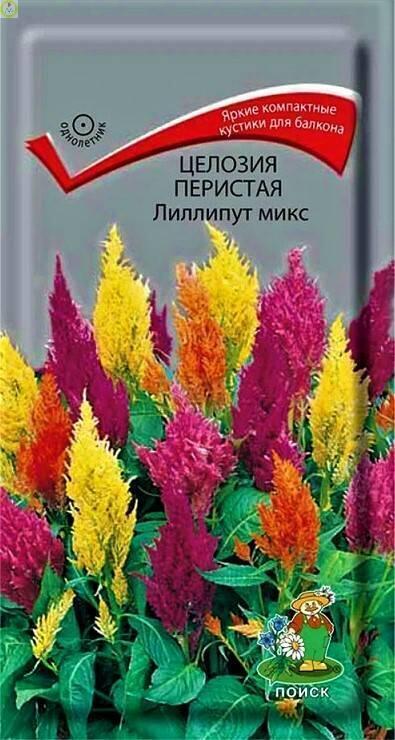 Купить оптом в Ботанике семена Целозия Лиллипут микс перистая Поиск бренд Поиск