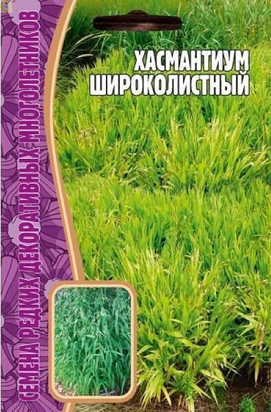 Купить оптом в Ботанике семена Хасмантиум Широколистный Реш бренд Решение, ООО