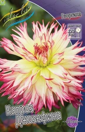 Купить оптом в Ботанике Георгина Капроз Джозефина  1 шт бахромчатые 