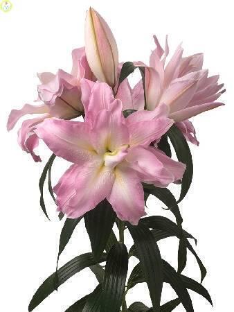 Купить оптом в Ботанике Лилия Роберта 5 шт