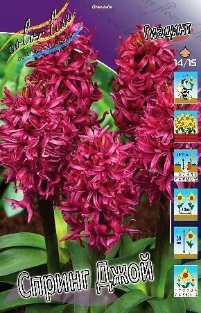 Купить оптом в Ботанике Гиацинт Спринг Джой 5 шт