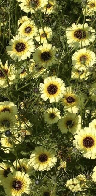 Купить оптом в Ботанике семена Толпис Бородатый Акв бренд Акварель