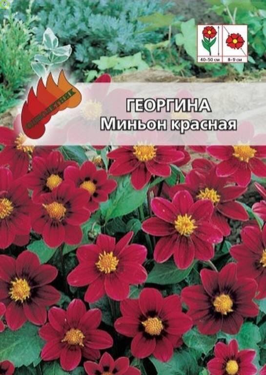 Купить оптом в Ботанике семена Георгина миньон красный Аэл бренд Аэлита