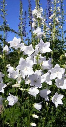 Купить оптом в Ботанике семена Колокольчик Персиколистный белый Акв бренд Акварель