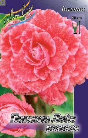 Купить оптом в Ботанике Бегония Пикоти Лейс розовая 4/5 40 шт