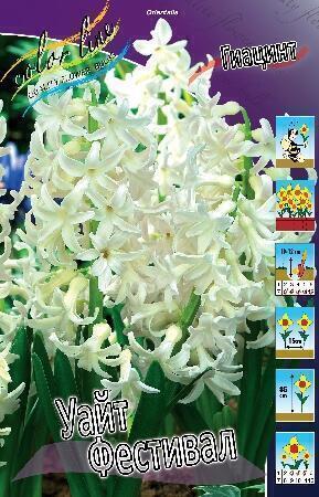 Купить оптом в Ботанике Гиацинт Уайт Фестивал 5 шт