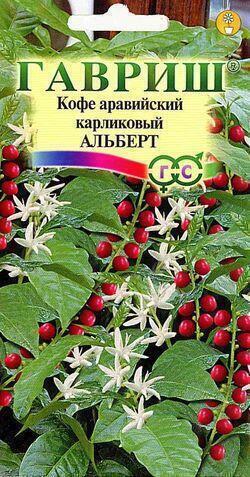 Купить оптом в Ботанике семена Кофе Альберт аравийский карликовый Гав бренд Гавриш