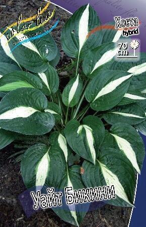 Купить оптом в Ботанике Хоста Уайт Бикини 1 шт