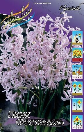 Купить оптом в Ботанике Гиацинт Пинк Фестиваль 5 шт