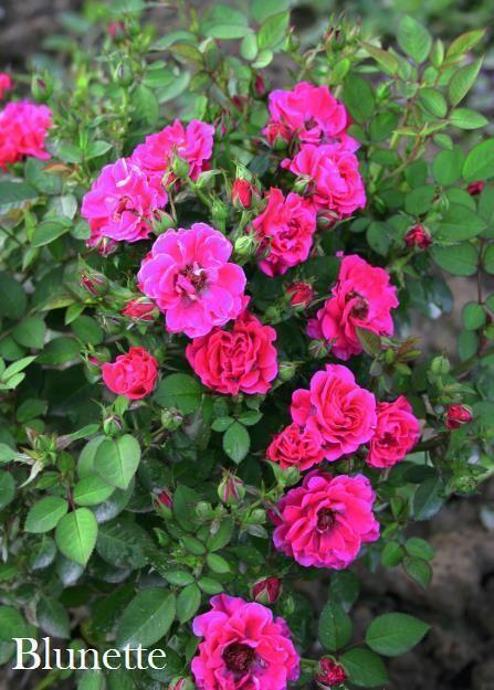 Купить оптом в Ботанике Роза Блюнетт 1 шт миниатюрная