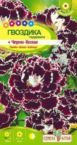 Купить оптом в Ботанике семена Гвоздика Черно-белая геддевига СА бренд Семена Алтая
