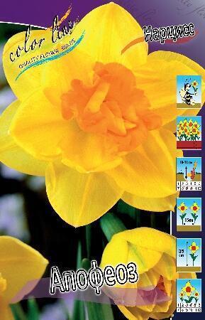 Купить оптом в Ботанике Нарцисс Апофеоз 5 шт