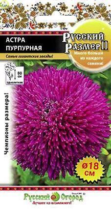 Купить оптом в Ботанике семена Астра Русский размер пурпурная НК бренд НК