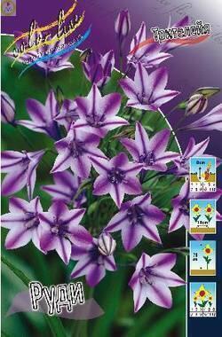 Купить оптом в Ботанике Трителейя Руди 7 шт