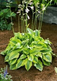 Купить оптом в Ботанике Хоста Луна Мот 1 шт