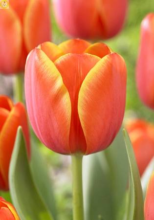 Купить оптом в Ботанике Тюльпан Ад Рем 10 шт
