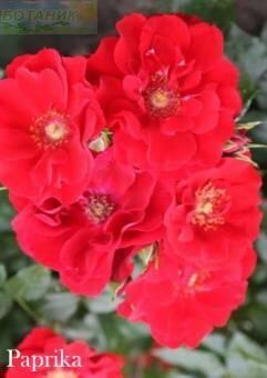 Купить оптом в Ботанике Роза Паприка 1 шт шраб