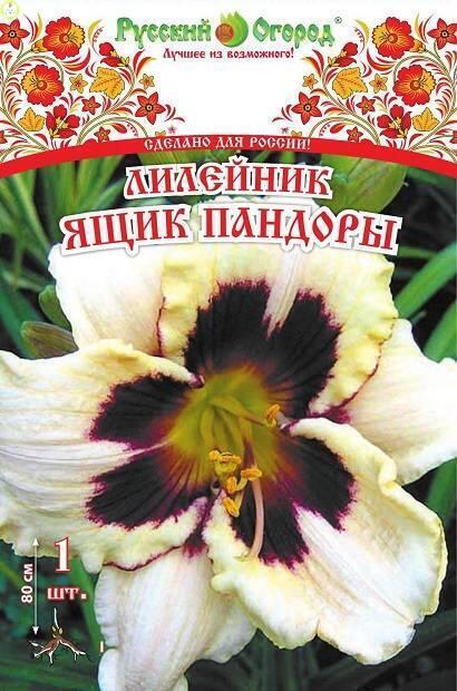Купить оптом в Ботанике Лилейник Ящик Пандоры