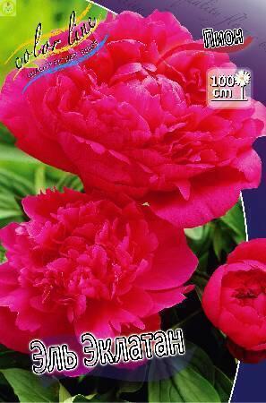Купить оптом в Ботанике Пион Эль Эклатант 1 шт