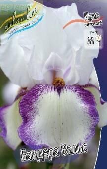 Купить оптом в Ботанике Ирис Бандера Вальс 2 шт
