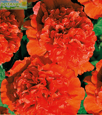 Купить оптом в Ботанике семена Шток-роза Бронзовый закат Аэл бренд Аэлита