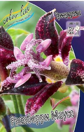 Купить оптом в Ботанике Трициртис Рэспберри Маусс 1 шт