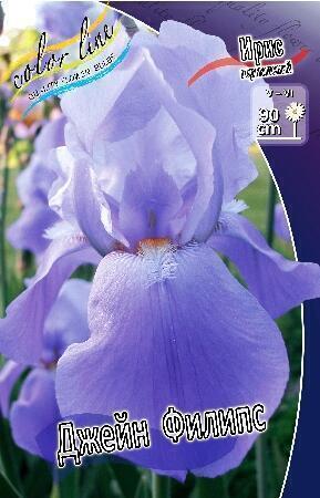 Купить оптом в Ботанике Ирис Джейн Филипс 2 шт
