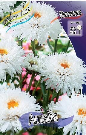 Купить оптом в Ботанике Нивяник Аглайя 1 шт