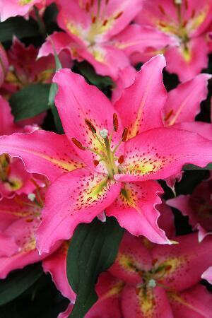 Купить оптом в Ботанике Лилия Бонанза 7 шт