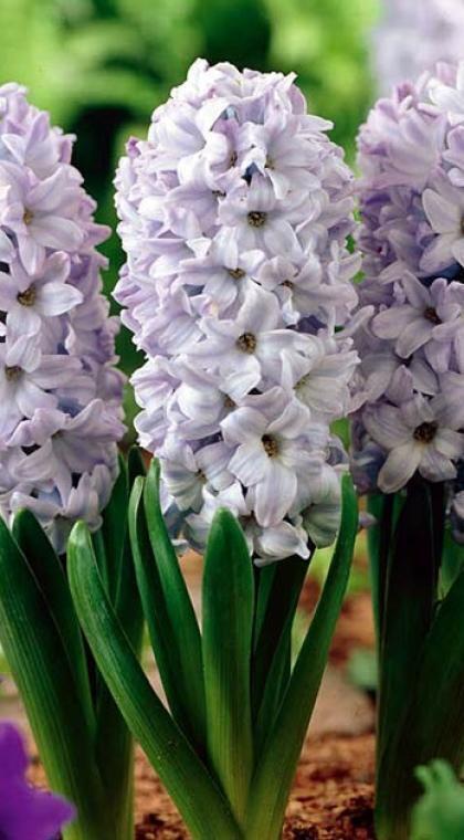 Купить оптом в Ботанике Гиацинт Блю Айз 5 шт