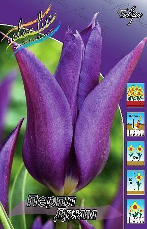 Купить оптом в Ботанике Тюльпан Перпл Дрим 8 шт