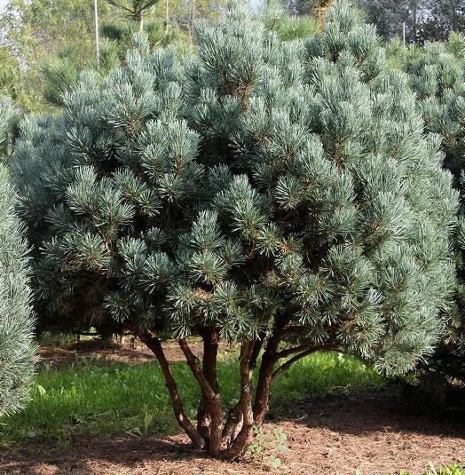 Купить оптом в Ботанике Сосна обыкновенная Ватерери C1.5