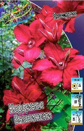 Купить оптом в Ботанике Клематис Кардинал Вышински 2 шт