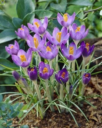 Купить оптом в Ботанике Крокус Баррз Пурпл 10шт