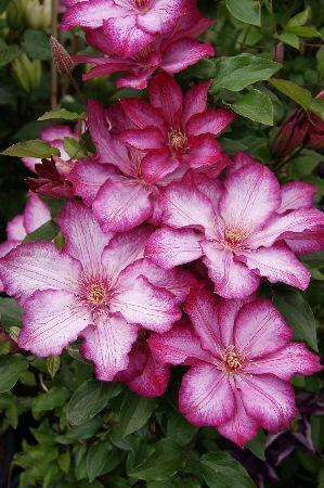 Купить оптом в Ботанике Клематис Либерти 1 шт