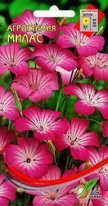 Купить оптом в Ботанике семена Агростемия Милас ССО бренд Сортсемовощ