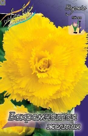 Купить оптом в Ботанике Бегония Бахромчатая Желтая 2 шт 4/5 Х 5