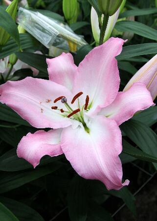 Купить оптом в Ботанике Лилия Бурлеска 7 шт