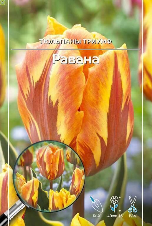 Купить оптом в Ботанике Тюльпан Равана (5шт) 11/12